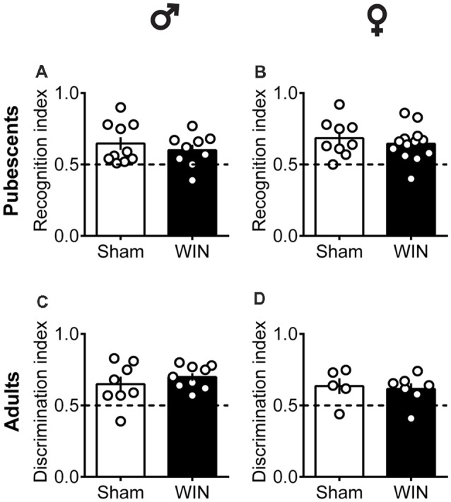Intact memory discrimination in the novel object recognition test 24 h after single in vivo cannabinoid exposure in both pubescent and adult male and female rats. Animals were tested 24 h after a single exposure to WIN55,212-2 (WIN, 2 mg/kg, s.c.). Recognition index between the novel and familiar objects were similar in male (A) and female (B) WIN-treated pubescent rats compared to their respective Sham groups. Similarly, no differences were observed in recognition index in male (C) and female (D) adult rats treated with WIN. Data represent mean ± SEM. Scatter dot plot represents one animal. Mann-Whitney U-test. ♂ Males (Pubescents: Sham n = 10 and WIN n = 9; Adults: Sham n = 8 and WIN n = 9); ♀ Females (Pubescents: Sham n = 9 and WIN n = 13; Adults: Sham = 5 and WIN = 7).