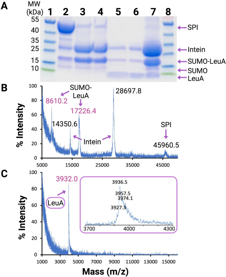 Isolation and purification of LeuA as a SPI fusion protein. (A) SDS-PAGE results over the course of LeuA purification. MW = molecular weight in kilodaltons; 1 = molecular weight protein ladder; 2 = pooled fractions of first Ni-NTA column; 3 = after overnight incubation in 100 mM βME; 4 = after dialysis; 5 = second Ni-NTA column flow through; 6 = second Ni-NTA column 5 mM imidazole wash; 7 = second Ni-NTA column 500 mM imidazole wash; 8 = molecular weight protein ladder. (B) MALDI-TOF MS after intein cleavage. (C) MALDI-TOF MS of pure LeuA after HPLC. The inlaid purple box shows an expansion of the LeuA mass peak