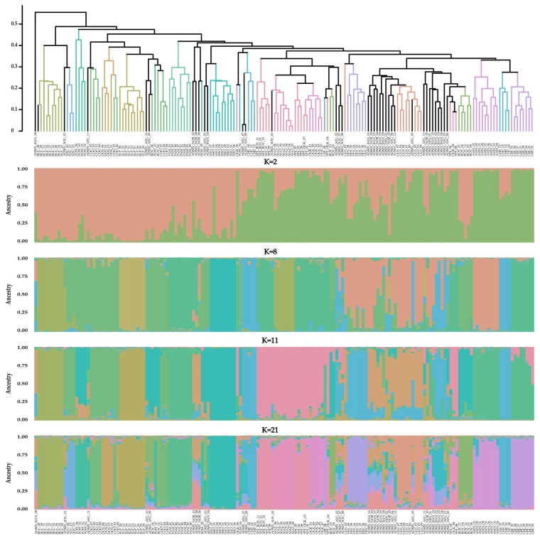 Combined UPGMA–STRUCTURE with K = 2, K = 8, K = 11, and K = 21 values of the 171 Cannabis accessions from 20 varieties acquired from European distributors based on the developed SSR marker loci genotyping system. Variety IDs can be found in Supplementary Table S1.