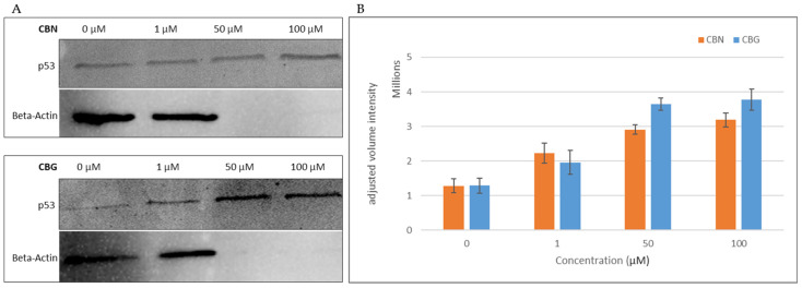 Western blot analysis of p53 expression in THP-1 leukemia cells following cannabinoid treatment. Expression of p53 in cells treated with CBN (upper panel) and CBG (lower panel) for 24 h with 0, 1, 50, and 100 μM is shown. Beta-actin bands were used as a loading control, as indicated in (A). Relative to the untreated control (0 μM), both CBG and CBN treatments induced an increase in p53 protein levels at 1, 50, and 100 μM, with maximal intensity observed at 50 and 100 μM. Notably, beta-actin expression was absent at 50 and 100 μM. The band’s volume intensity was quantified via the optical density of each band, as indicated in (B).
