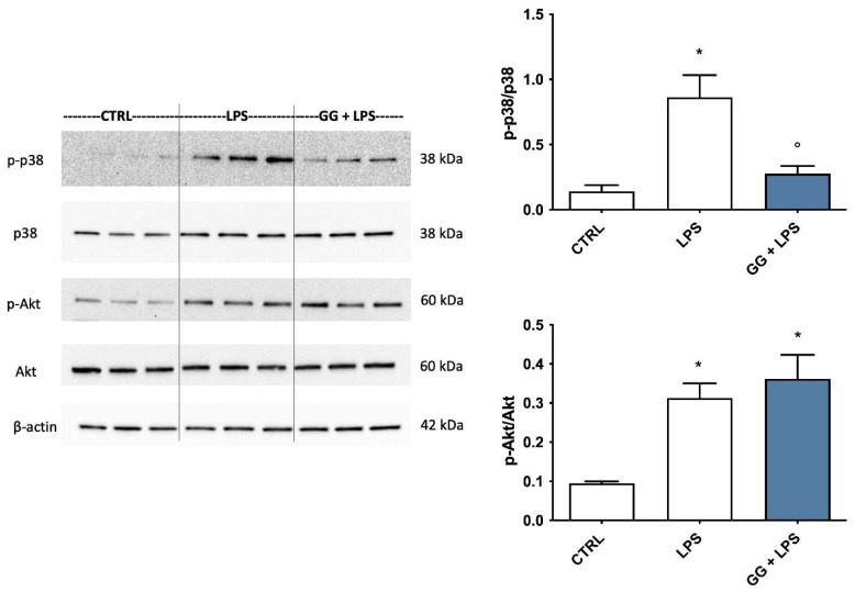 Effects of GG EO on p38 and Akt phosphorylation. BV-2 cells were pretreated with 5 × 10−3 µL/mL Gorilla Glue (GG) EO and then exposed to 100 ng/mL LPS for 24 h. Immunoblotting was performed using the total and the phosphorylated form of anti-p38 and anti-Akt specific antibodies. Each bar represents means ± SEM of three independent experiments. Data were analyzed by one-way ANOVA followed by Bonferroni’s test. * p < 0.05 vs. CTRL; ° p < 0.05 vs. LPS.