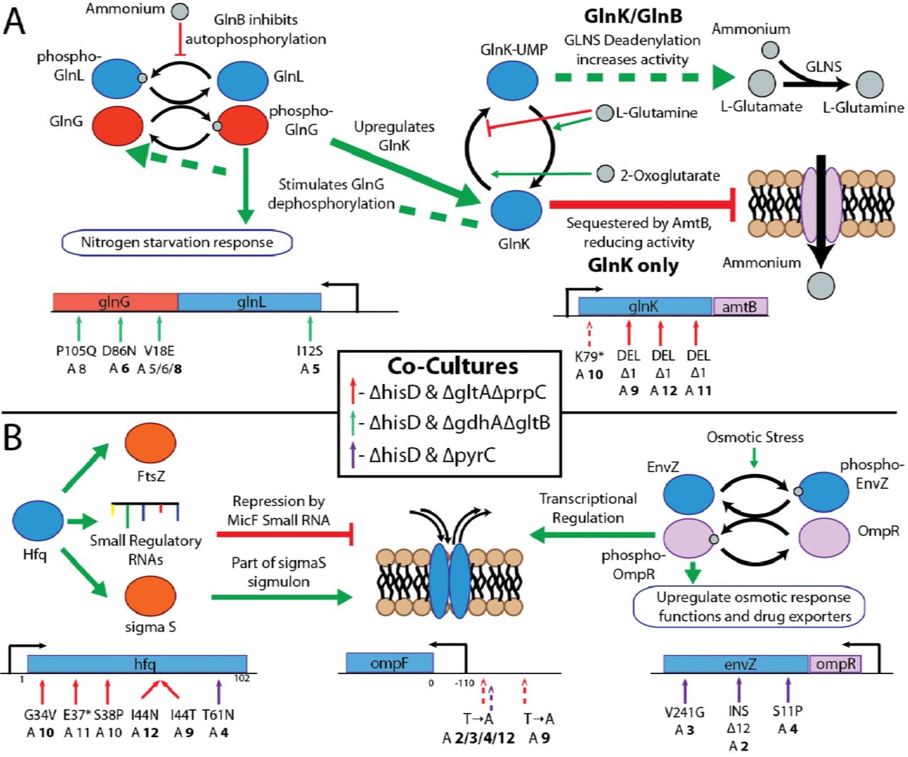 Mutations Affecting Stress Responses and Metabolite Homeostasis.Functions or putative functions of mutated genes are summarized with schematics with the location of all mutations on the operon below the schematic. Mutations are indicated on the operons schematic if mutations appear at >10% frequency in more than one flask and, ALE numbers are in bold if the mutation appears in the endpoint clone strain. The mutations indicated with a dashed arrow occurred in the ΔhisD strain and solid arrow if they occurred in its partner MSE strain. A: Mutations observed related to nitrogen starvation and metabolite homeostasis. Mutations were acquired within the open reading frame of both genes comprising the nitrogen sensing two-component regulatory system. Shown in the schematic is the regulatory cascade in which nitrogen is sensed by GlnL, which stimulates its autophosphorylation and subsequent donation of the phosphorus group to GlnG. Phosphorylated GlnG upregulates general functions associated with nitrogen starvation. Further, mutations were observed in the ORF of GlnK, one of two nitrogen regulators, sharing most functions with Glnb. Both genes become uridylylated in response to high concentrations of 2-oxoglutarate and low concentrations of glutamine, which is an indication of low nitrogen concentration. GlnK-UMP can activate GLNS deadenylation, thus increasing its activity. Unlike Glnb, GlnK when in a deuridylylated state (high concentrations of glutamine) can be sequestered by the Amtb ammonium transporter causing it to have a reduction in activity [26] Dashed lines in the schematic indicate primary GlnB functions and solid lines indicate primary GlnK function. B: Mutations observed associated with the E. coli stress response. Numerous mutations were observed in the ORF of Hfq which is an RNA-binding protein with numerous global functions. These include interactions with small regulatory RNAs which are often required to enable the small RNA’s regulatory function. Hfq is also required for the wild-type expression of the S sigma factor. Both MicF and sigma S are involved in regulating the expression of outer membrane porin ompF, a gene which acquired mutations in multiple ALE lineages. Mutations were also observed in the envZ ORF which is the sensory protein in the osmotic stress two-component regulatory system. Upon sensing osmotic stress, it autophosphorylates and transfers a phosphate to OmpR, thus upregulating osmotic stress genes. These genes consist of many outer membrane porins, including ompF.