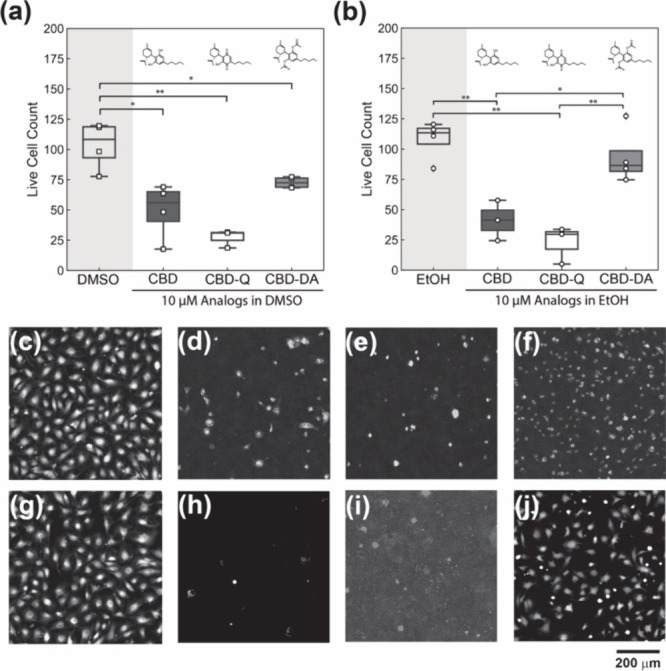 HUVEC viability after 24-h exposure to CBD, CBD-Q, and CBD-DA at 10 μM in (a) DMSO as a vehicle and (b) EtOH as a vehicle. Micrographs of HUVECs with live stain calcein-AM exposed to (c) only DMSO, (d) CBD in DMSO, (e) CBD-Q in DMSO, (f) CBD-DA in DMSO, (g) only EtOH, (h) CBD in EtOH, (i) CBD-Q in EtOH, and (j) CBD DA in EtOH. Scale bar = 200 μm.