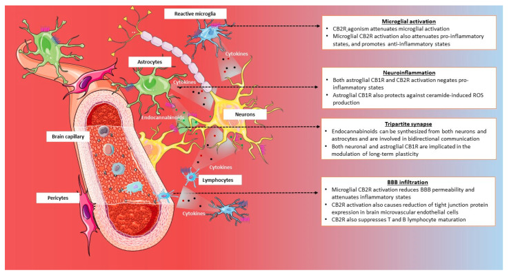 Regulation of synaptic activity and neuroinflammatory states by cannabinoid receptors. CB2R located on both microglial and astroglial cells are involved in the attenuation of inflammatory states. They do so by inhibition of microglial activation, reduced secretion of pro-inflammatory cytokines, and increased secretion of anti-inflammatory cytokines, and limiting the infiltration of peripheral immune cells. The CB2R is also expressed in the brain microvascular endothelial cells whereby they regulate expression of tight junctions, and further limit chemotaxis and transmigration of peripheral immune cells into the CNS. The CB2R also limits T- and B-cell proliferation and immunomodulation. Astroglial CB1R also promotes an anti-inflammatory state while simultaneously lowering levels of pro-inflammatory cytokines. Additionally, both neuronal and astroglial cells secrete endocannabinoids which are involved in modulation of synaptic strengthening by LTP and LTD. Additionally, astroglial CB1R activation has also been demonstrated to protect against excitotoxic neuronal damage and some forms of neurotoxic damage.