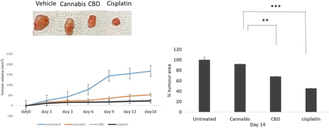 Treatment by CBD and cisplatin can reduce the progression of prostate cancer cells in vivo. When the desired size at day 0 was reached by the tumours, animals were then injected with either CBD (150 mg/kg/d), or cisplatin (50 mg/kg/d) and or Cannabis sativa extract (200 mg/kg/d) for 10 days (n = 8 for each experimental group). The volume of the tumor was measured at the indicated times. The outcomes are presented as the percentage of tumour volume growth relative to day 0. * P < 0.05, ** P < 0.01 and *** P < 0.001 were significantly different from untreated tumours on the corresponding day of treatment. Photographs of a representative untreated, Cannabis sativa extract, CBD, and cisplatin