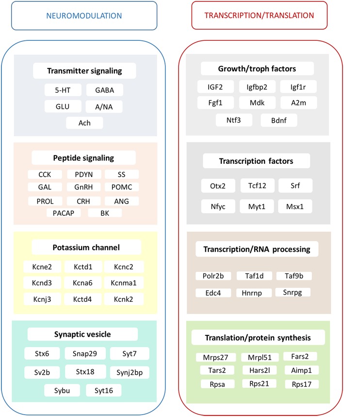 Main effects of ERβ agonist DPN on the hippocampal transcriptome. The alterations in transmitter signaling include the 5-HT, serotonergic; GABA, GABA-ergic; GLU, glutamatergic; A/NA, adrenergic/noradrenergic; and Ach, cholinergic systems. In the case of peptidergic signaling mechanisms, the local production of CCK, cholecystokinin and PDYN, prodynorphin is influenced. Various peptide hormone receptors are also regulated by DPN. This group reflects changes in GAL, galanin; GnRH, gonadotropin-releasing hormone; POMC, pro-opiomelanocortin; PRL, prolactin; CRH, corticotropin-releasing hormone; ANG, angiotensin; PACAP, pituitary adenylate cyclase-activating polypeptide; and BK, bradykinin neurotransmission/modulation. Growth hormone and trophic factor production is also highly targeted. A strong regulatory effect is exerted upon certain potassium channels. Synaptic vesicle proteins are also regulated. Transcription factors show altered expression accompanied with modification of RNA processing, translation and protein synthesis. These complex mechanisms may regulate neurogenesis and synaptic plasticity and elucidate the molecular background of hippocampus-related physiological processes and symptoms observed after DPN administration, as summarized partly in Supplementary Table 4.