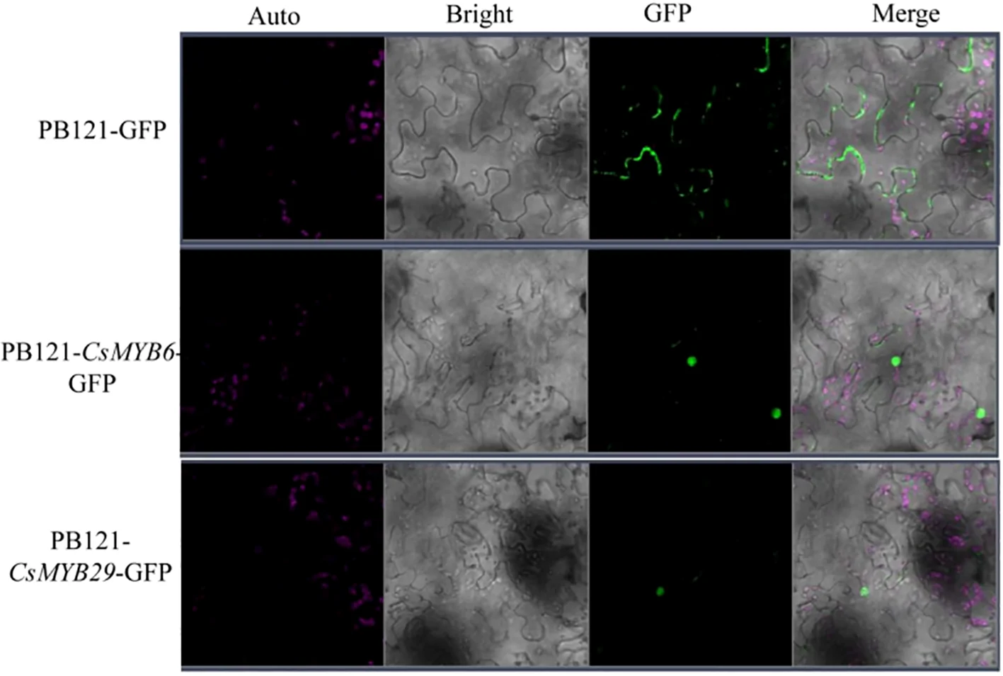 Fluorescence microscopy panel comparing PB121-GFP, PB121-CsMYB6-GFP, and PB121-CsMYB29-GFP across Auto (magenta), Bright (gray transmitted light), GFP (green), and Merge channels, showing cellular localization and GFP expression differences among constructs.