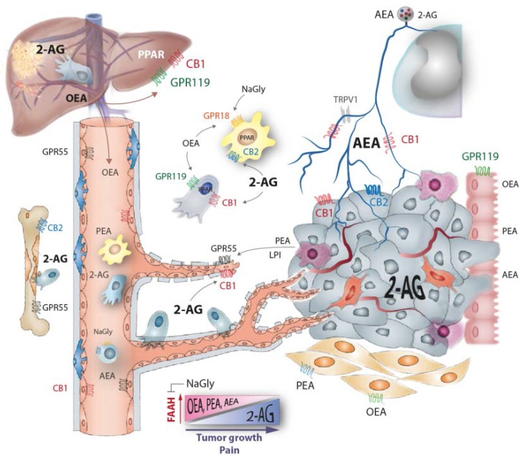 Tumor growth causes an increase of 2-arachidonoylethanolamide (2-AG) in tumor tissue and plasma and a decrease of ethanolamide endocannabinoids anandamide (AEA), oleoylethanolamide (OEA), palmitoylethanolamide (PEA) because the tumor displaces normal tissue and increases fatty acid amide hydrolase (FAAH) expression. It is likely that the tumor itself mainly secretes 2-AG. The endocannabinoids have diverse effects on cannabinoid receptors including the typical cannabinoid receptor 1 and 2 (CB1, CB2), the orphan G-protein coupled receptors (GPRs) 18, 55, 92 and 119 and peroxisome proliferator activated receptor (PPAR) gamma and alpha, and AEA also acts on transient receptor potential family V type 1 (TRPV1), resulting in complex regulation of tumor growth, metastasis, angiogenesis, polarization of tumor-associated macrophages and dendritic cells, T-cell activation and cancer pain. Treatment with exo- and endogenous cannabinoids reduced cancer growth in several rodent models and cell culture experiments [25,26,27,28,29,30,31], but CB2 expression of the tumor itself has been recently associated with poor prognosis in breast cancer [32].