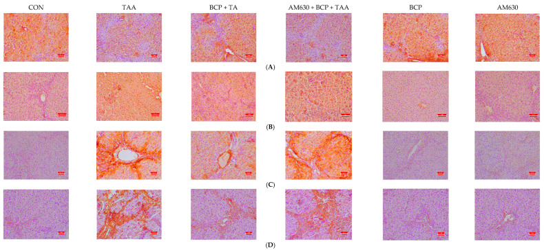 Immunohistochemical staining of liver sections. (A) E-Cadherin, (B) Fibronectin, (C) α-SMA, and (D) Vimentin; (E–H) Quantification of E-Cadherin, Fibronectin, α-SMA, and Vimentin, respectively, (scale bar is 2 µm). Data is presented as mean ± SEM (n = 5). * p < 0.05 CON vs. TAA, # p < 0.05 TAA vs. BCP + TAA, $ p < 0.05 BCP + TAA vs. AM630 + BCP + TAA, & p > 0.05 (n.s.) AM630 + BCP + TAA vs. TAA (one-way ANOVA followed by DMRT). CON: Control, TAA: Thioacetamide, BCP: β-Caryophyllene, BCP + TAA: β-Caryophyllene + Thioacetamide treatment, AM630 + BCP + TAA: β-Caryophyllene + AM630 + Thioacetamide.