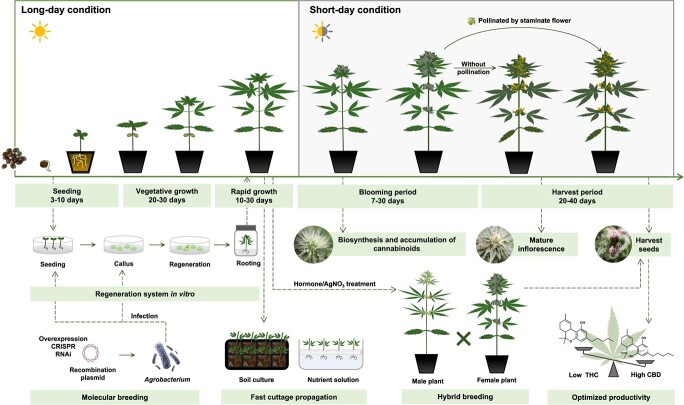 Cannabis growth and experimental timelines. Cannabis exhibits a relatively short growth cycle, lasting 2–5 months. The seedling stage takes approximately 3–10 days after germination. Subsequently, it enters the vegetative growth stage characterized by slow growth and nutrient absorption focused on root development, lasting for approximately 20–30 days. The subsequently rapid growth of the aerial part is maintained for 10–30 days. Preflowering shoots as cuttings are suitable for asexual propagation. Callus induction and genetic transformation can be performed by taking explants from the hypocotyledonary axis, cotyledon, and tender leaf. The flowering initiation in Cannabis can be induced by subjecting the plants to short-day conditions. After approximately a week, flowers begin to appear at the top of the branches. The flowering phase typically lasts for a month. When treated with hormones or AgNO3, female plants can be transformed into male plants. The harvesting of inflorescences for cannabinoid extraction can be performed once the pistils have withered. If female flowers are pollinated during the flowering phase, seeds can be collected after approximately a month. New varieties with high CBD yield can be obtained through hybridization breeding or molecular breeding techniques.