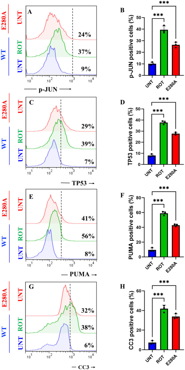 Rotenone (ROT) increases the phosphorylation of c-JUN at residues Ser63/Ser73 and the expression of TP53, PUMA and CC3 in ChLNs. After 7 days of transdifferentiation, WT PSEN1 ChLNs were untreated or treated with ROT 10 μM and PSEN1 E280A ChLNs were left in regular culture medium (RCm) for 24 h. A Representative flow cytometry histogram showing p-JUN. B Mean fluorescence intensity (MFI) of p-JUN. C Representative flow cytometry histogram showing TP53. D Mean fluorescence intensity (MFI) of TP53-positive cells. E Representative flow cytometry histogram showing PUMA. F Mean fluorescence intensity (MFI) of PUMA-positive cells. G Representative flow cytometry histogram showing CC3. H Mean fluorescence intensity (MFI) of CC3-positive cells. I–K Representative fluorescence microscopy photographs showing I p-JUN in untreated PSEN1 WT ChLNs or J treated with ROT. Representative fluorescence microscopy photographs showing K p-JUN-positive cells in PSEN1 E280A ChLNs. Positive blue fluorescence reflects nuclei, positive red fluorescence reflects the presence of p-JUN protein. L Mean fluorescence intensity (MFI) of p-JUN. M–O Representative fluorescence microscopy photographs showing M PUMA in untreated PSEN1 WT ChLNs or N treated with ROT. Representative fluorescence microscopy photographs showing O PUMA-positive cells in PSEN1 E280A ChLNs. Positive blue fluorescence reflects nuclei, positive green fluorescence reflects the presence of PUMA protein. P Mean fluorescence intensity (MFI) of PUMA. Q–T Representative fluorescence microscopy photographs showing Q TP53 in untreated PSEN1 WT ChLNs or R treated with ROT. Representative fluorescence microscopy photographs showing S TP53-positive cells in PSEN1 E280A ChLNs. Positive blue fluorescence reflects nuclei, positive red fluorescence reflects the presence of TP53 protein. T Mean fluorescence intensity (MFI) of TP53. U–W Representative fluorescence microscopy photographs showing U CC3 in untreated PSEN1 WT ChLNs or V treated with ROT. Representative fluorescence microscopy photographs showing W CC3-positive cells in PSEN1 E280A ChLNs. Positive blue fluorescence reflects nuclei, positive green fluorescence reflects the presence of CC3 protein. X Mean fluorescence intensity (MFI) of CC3. Data are expressed as mean ± SD; Statistically significant differences when *p < 0.05; ** p < 0.01; ***p < 0.001. The figures represent 1 out of 3 independent experiments. Image magnification, 200×