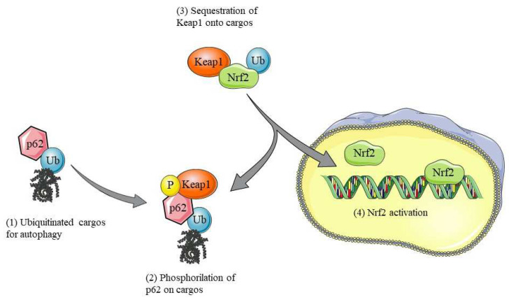 Interaction among p62/SQSTM1, Nrf2, and Keap1. The p62/SQSTM1 protein acts as a key bridge between Keap1 and Nrf2, facilitating the release of Nrf2 from the Keap1 complex and thus allowing its translocation into the nucleus. Once in the nucleus, Nrf2 activates the transcription of genes involved in cellular defense against oxidative stress and the maintenance of homeostasis. This mechanism is crucial for the cellular response to external stimuli and for maintaining cellular health.