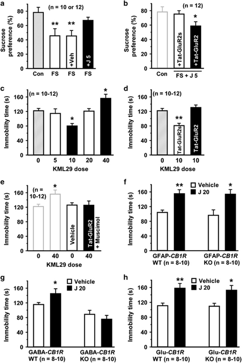 Biphasic effects of monoacylglycerol lipase (MAGL) inhibitors on acutely stressed mice (a, b) JZL184 (5 mg kg−1, intraperitoneal (i.p.)) in naïve mice prevents acute stress-decreased sucrose consumption (a), which is abolished by Tat-GluR2 (b). (c) An i.p. injection of 10 or 40 mg kg−1 KML29 decreases and increases immobility, respectively. (d) Tat-GluR2 abolishes decreased immobility by 10 mg kg−1 KML29. (e) Tat-GluR2 and muscimol together abolishes increased immobility by 40 mg kg−1 KML29. (f) Vehicle or JZL184 (20 mg kg−1, i.p.) induces comparable immobility in GFAP-CB1R-WT and GFAP-CB1R-KO mice, with an increase of immobility produced by JZL184. (g) JZL184 (20 mg kg−1, i.p.) increases immobility in GABA-CB1R-WT mice. (h) Vehicle or JZL184 (20 mg kg−1, i.p.) induces comparable immobility in Glu-CB1R-WT and Glu-CB1R-KO mice, with an increase of immobility produced by JZL184. All summary graphs show means±s.e.m.; n=numbers of animals recorded in each group. *P<0.05 and **P<0.01 vs control, LSD post-hoc test after one-way ANOVA (a: F3,38=4.651, P<0.01; b: F2,33=0.521, P<0.05; c: F4,48=10.183, P<0.01; d: F2,31=15.772, P<0.01; e: F3,39=3.361, P<0.05) or two-way ANOVA (f: F1,32=10.511, P<0.01; treatment F=20.873, P<0.01; g: F1,32=9.883, P<0.01; genotype F=19.731 P<0.01; h: F1,32=6.725, P<0.01; treatment F=12.314, P<0.01).