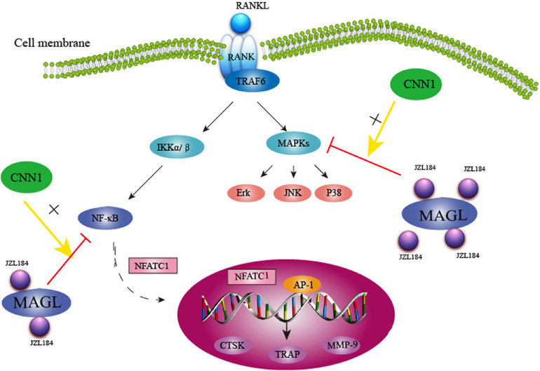 Schematic representation of MAGL regulates RANKL-induced osteoclastogenesis and alleviates ovariectomy-induced bone loss.