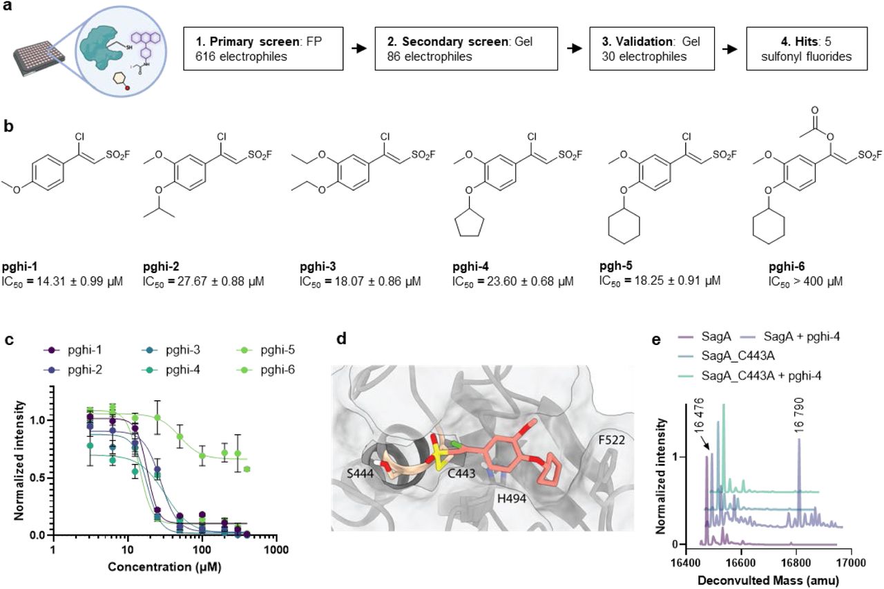 Activity-guided screening identifies sulfonyl fluorides as SagA inhibitors.a, Scheme and workflow of activity-guided screening. An agnostic screen of 616 electrophiles in competitive fluorescence polarization (FP) assay led to selection of 86 electrophiles that were screened in a competitive gel-based cysteine activity assay. Activities of 30 molecules were further validated in a gel-based peptidoglycan hydrolase activity assay (Extended Data Fig. 7). b, Structures of identified 5 most active (pghi-1 to 5) and inactive (pghi-6) sulfonyl fluorides as SagA inhibitors with biochemical IC50 for SagA activity (Extended Data Fig. 8a,b). c, IC50 curves of sulfonyl fluorides determined by gel-based peptidoglycan hydrolase activity assay. Data is mean ± S.E.M., n=3 biological replicates. d, Covalent docking model of pghi-4 bound to C433 of SagA active site as the product of reaction via sulfonyl fluoride. e, Intact protein mass analysis of SagA (10 µM) ± pghi-4 (200 µM) and inactive mutant SagA_C433A (10 µM) ± pghi-4 (200 µM). Numbers indicate detected masses of SagA and SagA-pghi-4 adduct.