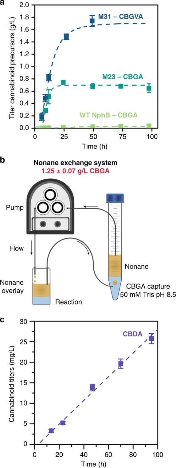 Evaluation of the cell-free prenylation system for the production of various cannabinoids. a The cell-free enzymatic production (from glucose) of cannabinoid precursors over time. CBGA production using M23 is shown in the dark aqua trace and WT NphB in the light green trace. The production of CBGVA using M31 is shown in the dark blue trace. The concentration of WT, M23, and M31 NphB was fixed at 0.5 mg/mL (biological replicates, n = 3). b Using a nonane-flow CBGA capture system, we were able to obtain a higher titer of CBGA (1.2 g/L). The nonane layer was exchanged using a peristaltic pump, which circulated the nonane in the direction indicated by the arrows. c Production of CBDA over time using CBDAS (biological replicates, n = 3). All error ranges are the standard deviation. Source data for Fig. 4a, c are provided as a Source Data file