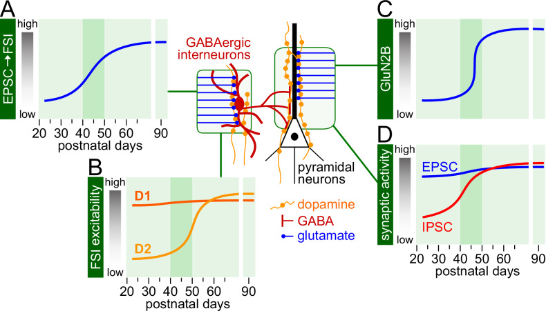 Developmental trajectories of prefrontal synaptic activity and dopamine modulation.A Trajectory of glutamatergic synaptic activity onto prefrontal cortical fast-spiking interneurons (FSI) as revealed by the frequency of excitatory postsynaptic currents (EPSC) [162]. B Trajectories of dopamine D1 and D2 receptors’ action onto FSI in the prefrontal cortex. Both D1 and D2 receptor stimulation resulted in facilitation of FSI excitability [163]. However, the D2 receptor effect begins to emerge after P45 [163, 164] through the acquisition of a non-canonical, β2-arrestin-mediated action [165]. C Trajectory of the GluN2B-mediated facilitation of synaptic activity in the prefrontal cortex, which occurs primarily onto the apical dendrite of layer V pyramidal neurons [81]. D Distinct developmental trajectories of spontaneous excitatory and inhibitory synaptic activity onto prefrontal layer V pyramidal neurons (see [93]). The frequency of inhibitory postsynaptic currents typically increases sharply after P40-45, a pattern that coincides with the increased EPSC frequency onto FSI shown in A. NOTE: The dark green shaded area highlights the adolescent period during which a shift in the trajectory of PFC glutamate and GABA synaptic function occurs.