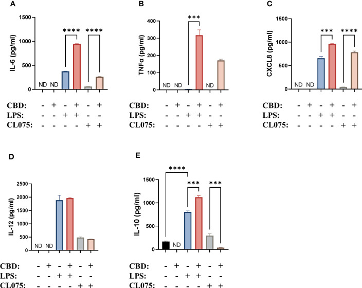 CBD can further increase cytokine production induced by TLR4 and TLR7/8 activation on moDCs. Monocytes were cultured in the presence of GM-CSF and IL-4 for five days to generate moDCs in the presence of 10 µM CBD or vehicle (0.1 v/v% absolute ethanol). Maturation was induced by applying lipopolysaccharide (LPS: 250 ng/ml) or TLR7/8 agonist (CL075: 500 ng/ml) for 24 h on day 5. IL-6 (A), TNFα (B), CXCL8 (C), IL-12 (D) and IL-10 (E) production was determined with ELISA from supernatants. Bar plots represent mean ± SD of representative results from N≥3 independent experiments, ***p < 0.001, ****p<0.0001 compared to the marked groups as determined by repeated measures one-way ANOVA. ND, not determined. CBD, (-)-cannabidiol; CL075, TLR7/8 agonist; LPS, lipopolysaccharide.