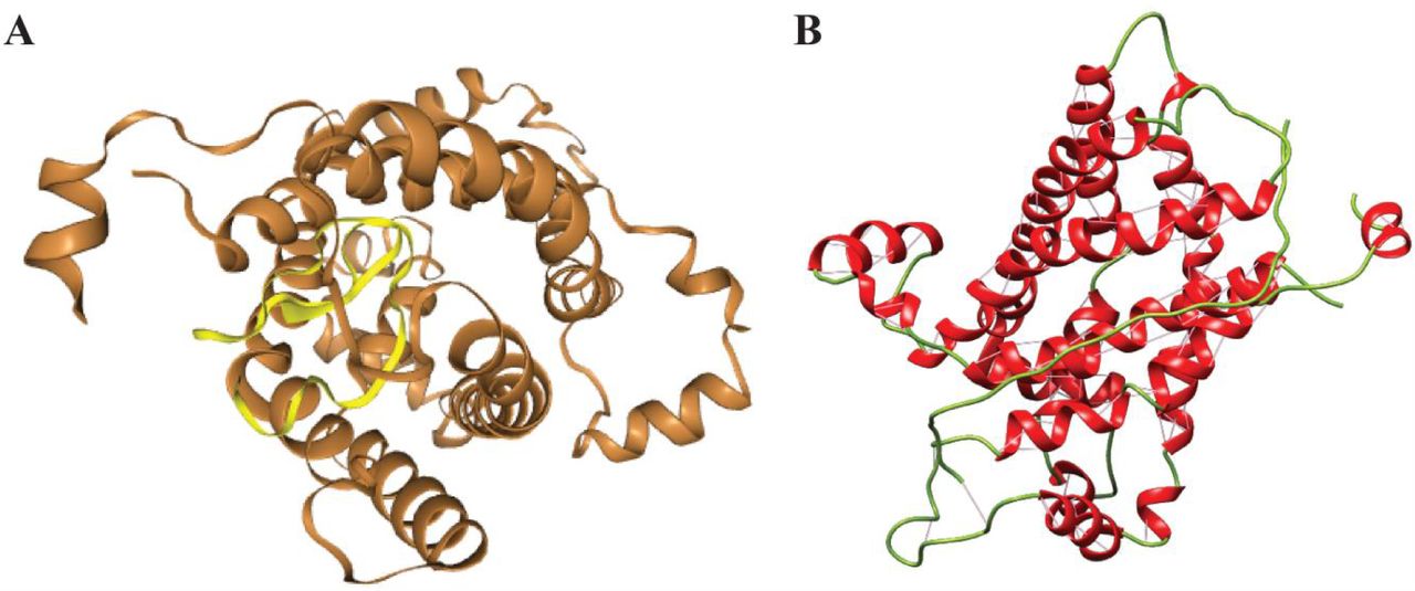 4A, Best docking complex (UCP 3-Uncyclotides) by HPEPDOCK, UCP 3 protein and Uncyclotides represented by brown and by yellow color respectively; 4B, representing 2D image of docking complex, in which Helix, Strand and coil shown by red, blue and green color