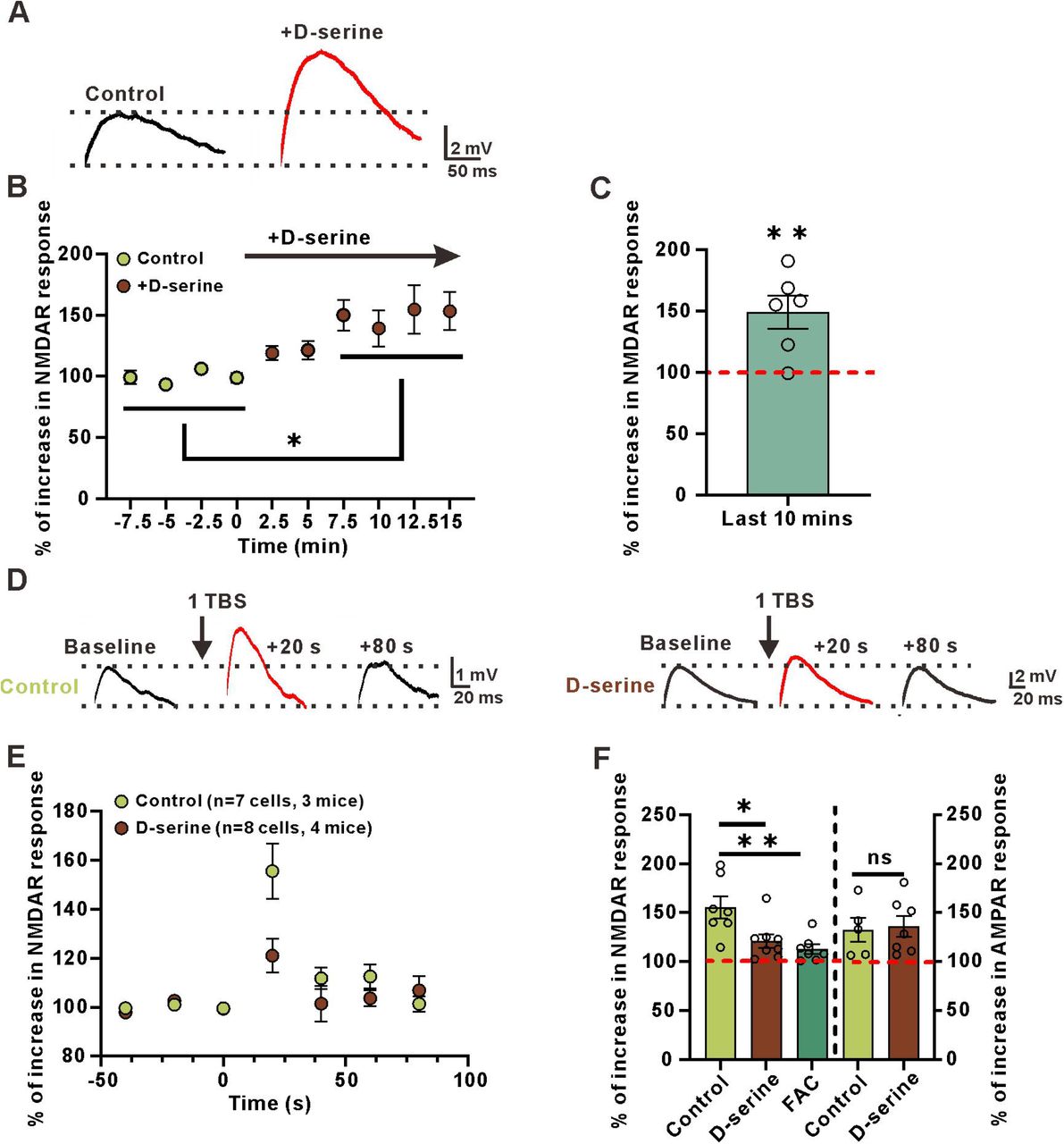 hM3Dq was expressed in astrocytes.(A) hM3Dq(mCherry) colocalization with GCaMP6f in the stratum radiatum of the hippocampus.