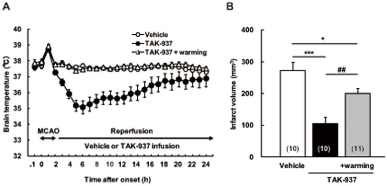 Contribution of hypothermia to cerebroprotective effects of TAK-937 after transient MCAO in rats.Brain temperature (A) and infarct volume (B). Data are indicated as the means ± SEM. Significant differences from the corresponding vehicle-treated group are indicated by *** P<0.001 and * P<0.05 (Dunnett’s test), and from the corresponding TAK-937-treated group is indicated by ## P<0.01 (Student’s t test). Numbers of rats used are shown in parentheses.
