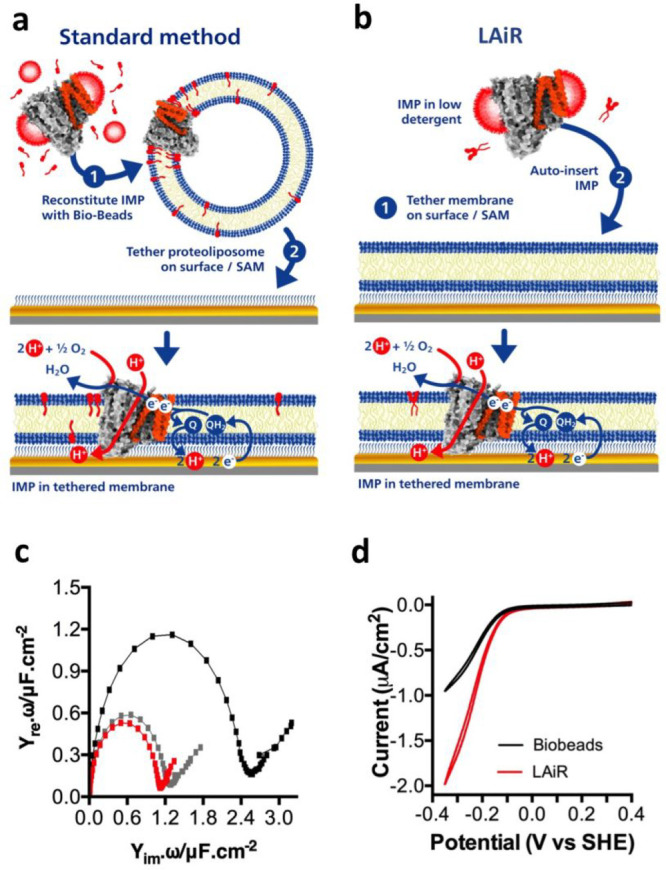 Using LAiR for integration of IMPs into pre-existing planar membranes. a and b, Schemes for integrating an IMP into a surface-tethered membrane (tBLM) using the standard method or LAiR. To assess enzymatic activity, the electrode feeds in electrons that reduce a membrane-bound quinone to quinol at the reduction potential of the poly isoprenoid ubiquinone-10 (UQ10; displayed as “Q”). a, Using the standard method, an IMP is first reintegrated into a liposome containing UQ10 using either Bio-beads or rapid dilution, and the resulting proteoliposomes are chemically disrupted onto a specialized tethering self-assembled monolayer (SAM). b, Using LAiR, a membrane bilayer is first tethered onto the surface via the self-assembled monolayer in an identical method to a, but without reintegrated protein. Subsequently, the IMP is auto-inserted into the tethered membrane bilayer. c, Impedance spectroscopy of the system shown in b. The black curves show the impedance of the SAM before the membrane bilayer was added, the gray curve shows impedance after membrane bilayer formation, and the red curve is impedance after LAiR auto-insertion of cbo3. The size of the half-circle is indicative of the accessibility of solution phase ions to the electrode. A large half-circle indicates easy access to the electrode (i.e., no membrane or holes in a membrane) while a small half-circle indicates restricted access (i.e., a tight membrane). d, Cyclic voltammetry comparing between the electrochemically detected oxygen consumption activity of a cbo3 in a tBLM formed by the Bio-beads/DDM method (black curve) or by LAiR (red curve). For each experiment 3 biological replicates were used; representative results are shown.