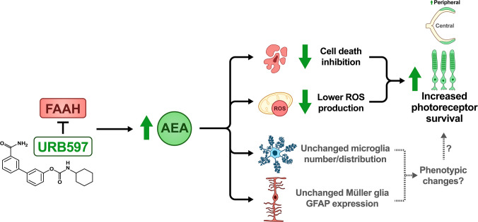 Illustrated overview summarizing possible neuroprotective mechanisms in peripheral photoreceptors mediated by FAAH inhibition. URB597 pharmacologically inhibits FAAH and may increase AEA availability in the retina. Treatment of rd10 mice reduced cell death and oxidative stress, as evidenced by a lower number of TUNEL + cells and decreased ROS production, respectively. Although no detectable changes were observed in Müller glia and microglial cell count parameters, potential phenotypic and functional contributions to retinal preservation cannot be ruled out. Together, these data indicate that endocannabinoid system modulation influences the progression of retinal degeneration, particularly in the peripheral retina, in a murine model of RP