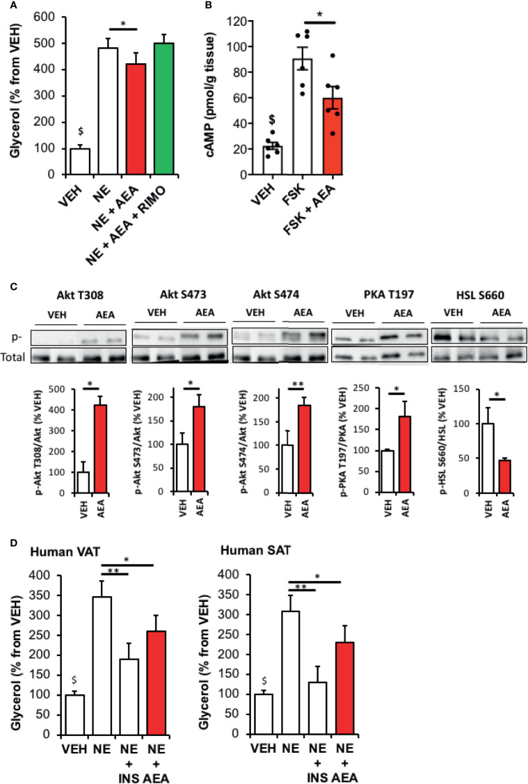 CB1R activation by AEA decreases WAT lipolysis through an Akt-dependent mechanism. (A) Glycerol production by rat WAT explants pre-incubated 30 min with vehicle (VEH) or AEA (5 µM) and incubated 1 hour with VEH, AEA, AEA+Rimonabant (RIMO, 1 µM) in the presence of norepinephrine (NE, 1 µM). Explants were treated in triplicate and experiments repeated on 3 different rats (n=3/group). $p < 0.001 VEH vs other treatments. (B) Intracellular cAMP content in rat WAT explants treated 15 min either with VEH, forskolin (FSK, 10 µM) or FSK+AEA (5 µM). Explants were treated in triplicate and experiments repeated on 3 different rats (n=3/group). $p < 0.001 VEH vs other treatments. (C) Representative immunoblots and densitometry analyses of the phosphorylation level of Akt (T308, S473, S474), PKA-C (T197) and HSL (S660) in rat WAT explants treated 15 min with VEH or AEA (5 µM). (D) Glycerol production by Human TAV or SAT explants pre-incubated 30 min with VEH or AEA (5 µM) and incubated 1 hour with VEH, AEA or insulin (INS, 500 nM) in the presence of norepinephrine (NE, 1 µM). Explants were treated in triplicate and experiments repeated on 7 different subjects (n=7/group). $p < 0.001 VEH vs NE and NE+AEA. Results are expressed as mean ± SEM. *p < 0.05; **p < 0.01.