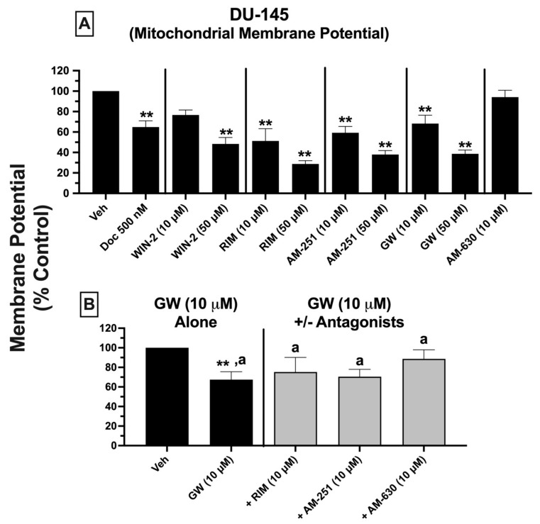 Mitochondrial membrane potential (MMP): ligands exhibiting high affinity for expressed CBRs in DU-145 cells induce significant mitochondrial depolarization, indicative of disruption in mitochondrial function. Mitochondrial membrane potential (MMP) was assessed using JC-1 staining and reading the plate using a SpectraMax M2e microplate reader following 24 h incubation of DU-145 cells with CBR ligands. (A) MMP was measured 24 h after treatment of cells with a lower (10 μM) and higher (50 μM) concentration of CBR ligands when administered alone. (B) To determine whether reductions in MMP produced by GW-405833 could be antagonized by lower concentrations of CBR ligands producing little or no MMP reduction when tested alone, the effect of MMP was measured following co-incubation of GW-405833 (10 μM) with (10 μM of) each CBR ligand examined. Significantly different from 100% (one-sample t-test, ** p < 0.01). a Compounds designated with different letters are significantly different from each other (one-way ANOVA followed by Tukey’s post hoc test for multiple comparisons, p < 0.05).