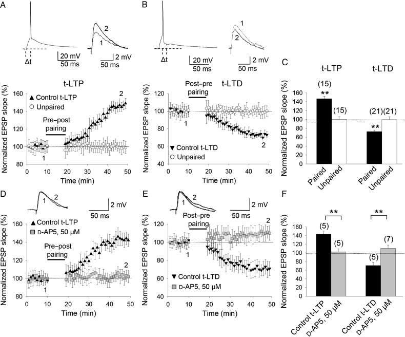 Input-specific STDP in the CA1 region of the hippocampus. (A) Pre-before-post, single-spike pairing protocol induced t-LTP. The EPSP slopes monitored in paired (black symbols) and unpaired pathway (open symbols) are shown. Inset, pairing protocol (Δt, time between EPSP onset and peak of spike). Traces show EPSP before (1) and 30 min after (2) pairing. Potentiation was observed only in the paired pathway. (B) Post-before-pre, single-spike pairing protocol induced t-LTD. Symbols and traces as in (A). t-LTD was observed only in the paired pathway. (C) Summary of results. (D,E) t-LTP and t-LTD required NMDA receptors. In the presence of 50 µM d-AP5, t-LTP (D) and t-LTD (E) were completely blocked. Symbols and traces as in (A). (F) Summary of results. Error bars are SEM. **P < 0.01, unpaired Student's t-test. The numbers of slices are shown in parentheses.