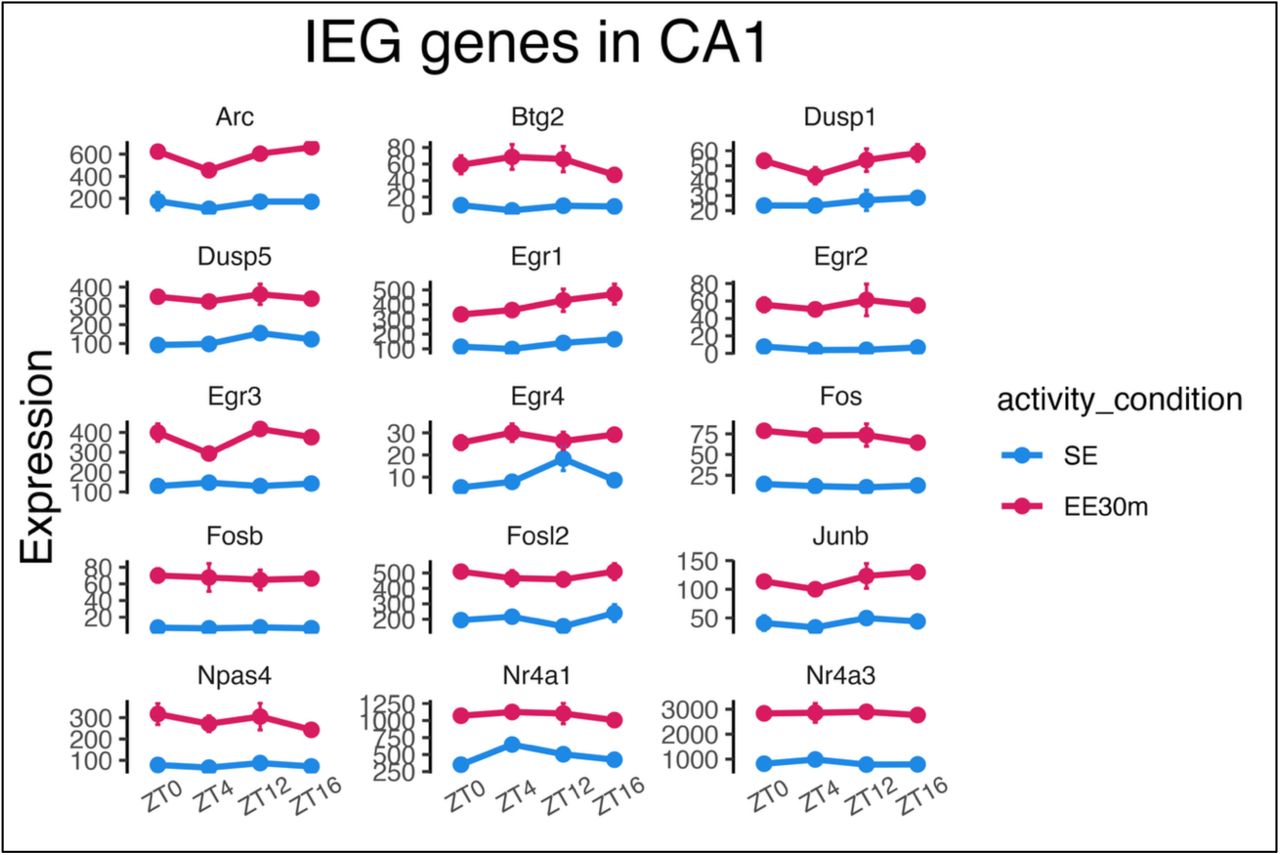 Pseudobulked expression of IEGs across the light- dark cycle within CA1 in SE and after EE 30 min.
