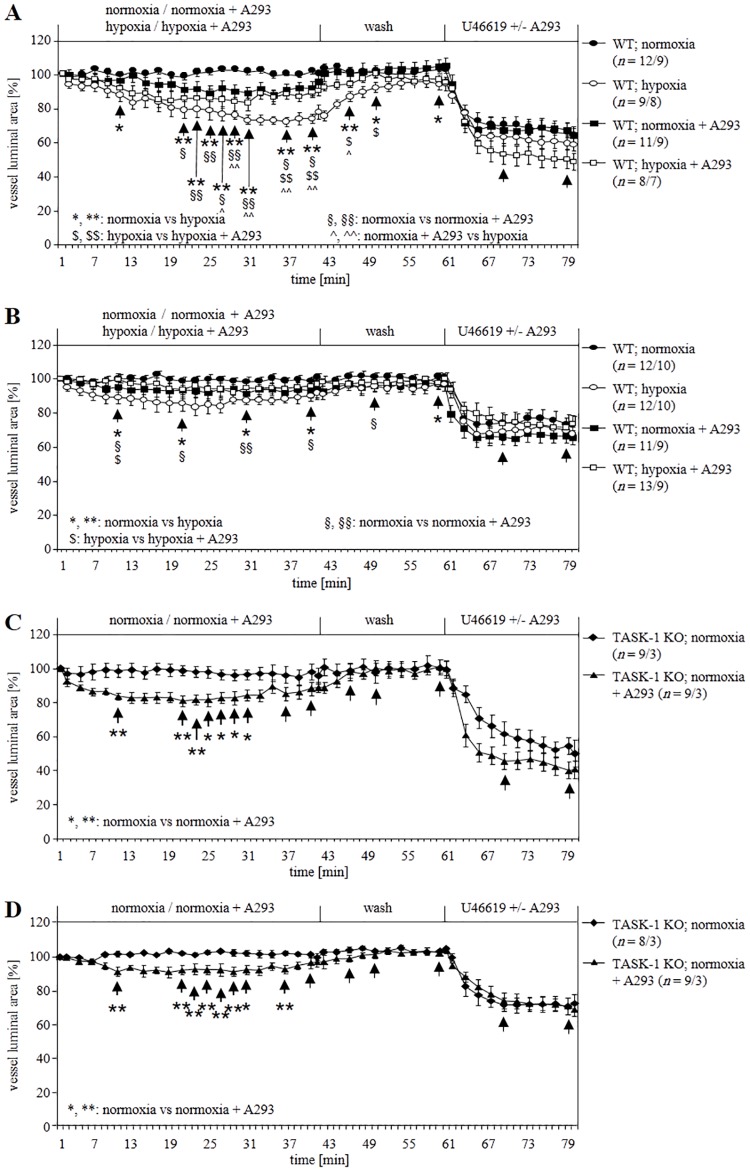 Impact of TASK-1 inhibitor A293 on vasoconstriction of WT and TASK-1 KO mice.A293 induced constriction of WT intra- (A) and pre-acinar (B) arteries at normoxia and reduced hypoxia-induced vasoconstriction. In KO intra- (C) and pre-acinar (D) arteries at normoxia, the constrictory effect of A293 persisted. Data are presented as mean ± SEM. n is number of vessels/number of animals. Tests of significance were done at the time points indicated by arrows. *, #, §, $ P≤ 0.05 and **, ##, §§, $ $ P≤ 0.01 (Mann–Whitney U-test).