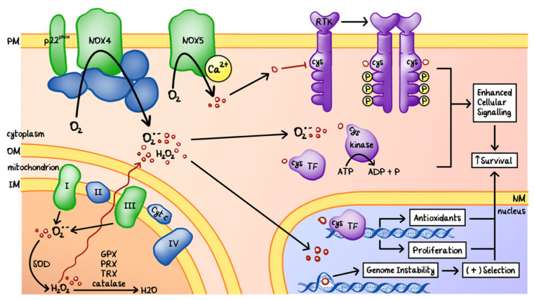 Origins and effects of cellular reactive oxygen species (ROS). ROS are generated by complex I and III of the electron transport chain in the mitochondria and by NADPH oxidase (NOX) enzymes located at the cytoplasmic membrane (PM). ROS disrupt cellular processes by oxidizing the cysteine (Cys) residues of various proteins and damaging nucleic acids. Oxidation by ROS could cause the inactivation of phosphatases, activation of kinases and transcription factors (TF), and genomic alterations, leading to enhanced cellular proliferation and survival. ROS production is counteracted by the generation of antioxidants, such as superoxide dismutase (SOD), glutathione peroxidase (GPX), peroxiredoxin (PRX), thioredoxin (TRX), and catalase. In cancers, redox homeostasis is modified to favor ROS tolerance. OM: outer mitochondrial membrane. IM: inner mitochondrial membrane. NM: nuclear membrane.