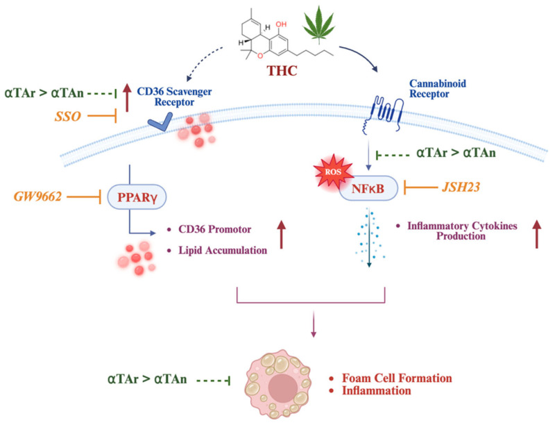 Foam cell formation as a result of an imbalance of lipid homeostasis. This schematic illustrates the hypothetical mechanisms by which THC affects foam cell formation through modulation of lipid uptake and inflammatory signaling pathways. THC interacts with the cannabinoid receptor (CB1), leading to activation of the NFκB pathway and increased ROS production. Activated NFκB stimulates production of inflammatory cytokines, further contributing to foam cell formation. This inflammatory pathway is suppressed by the NFκB inhibitor JSH-23. Activation of the CD36 scavenger receptor increases lipid accumulation within the cell after THC treatment and contributes to foam cell formation. This pathway is inhibited by SSO, a CD36 inhibitor. THC also regulates PPARγ, which enhances CD36 promoter activity and further promotes lipid uptake; the PPARγ inhibitor GW9662 attenuates this effect. Overall, αTA showed inhibitory effects on CD36 gene regulation, inflammatory cytokine production via NFκB activation, and foam cell formation. αTAr has a stronger effect than αTAn, suggesting differential protective effects against THC-induced lipid accumulation and inflammation.
