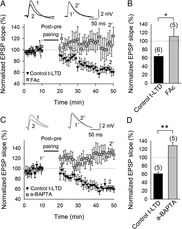 Astroglial involvement in t-LTD. (A) Time course of t-LTD induction in control conditions (black symbols) and absence of t-LTD in fluoroacetate (FAc)-treated slices (gray symbols). Inset, Traces show EPSP before (1 and 1′) and 30 min after pairing (2 and 2′) in control slices (1 and 2) and in slices treated with FAc (1′ and 2′). (B) Summary of results. (C) Astrocyte-neuron dual recordings performed during t-LTD induction in control conditions (astrocyte loaded with the same intracellular solution as used for neurons; black symbols) and with astrocytes loaded with the calcium chelator BAPTA via the recording pipette (a-BAPTA; gray symbols). Inset: Traces show EPSP before (1 and 1′) and 30 min after pairing (2 and 2′) in control conditions (1 and 2) and in a-BAPTA conditions (1′ and 2′). (D) Summary of results. Error bars are SEM. *P < 0.05, **P < 0.01, unpaired Student's t-test. The numbers of slices are shown in parentheses.