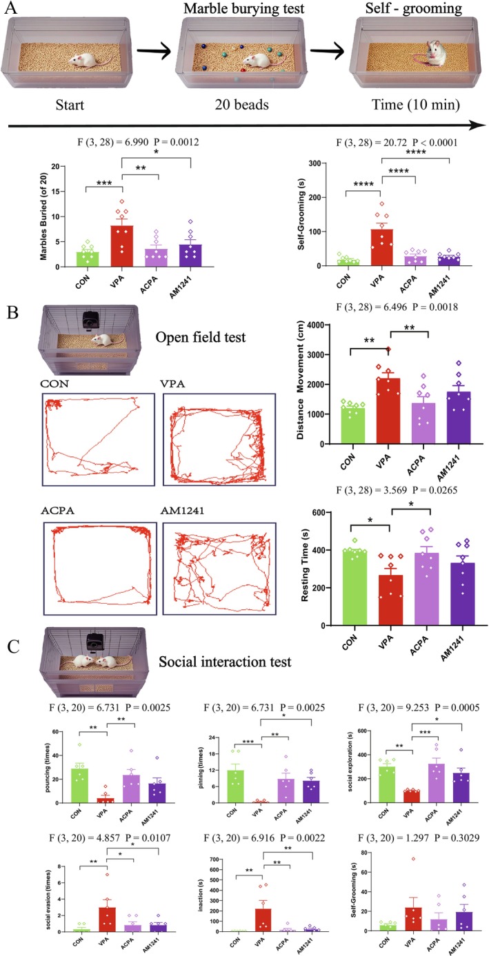 Effect of ACPA and AM1241 on ASD‐like behavioral phenotypes in VPA‐exposed rats. (A) Marble burying test and self‐grooming test. (B) Open field test. (C) Social interaction test. Data represented as mean ± SEM (n = 6–8 per group). Results were analyzed by one‐way ANOVA with post hoc Dunnett's test (*p < 0.05, **p < 0.01, ***p < 0.001, ****p < 0.0001).
