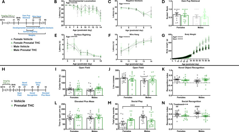 Prenatal exposure to THC alters social play and decreases social recognition while broadly not effecting development or other nonsocial behaviorsA. Schematic showing treatment paradigm, timeline, and legend for B-GB. Quantification of the latency to locomote. Repeated measures three-way ANOVA revealed no effect of sex, data was then collapsed. Repeated measures two-way ANOVA showed decrease in latency to locomote as animals aged (F (9, 621) = 8.404; P<0.0001) and no effect of treatment on latency. n=15–17 rats per sex per treatment. ****P < 0.0001C. Quantification of the latency to respond to gravitational cues. Repeated measures three-way ANOVA revealed no effect of sex, data was then collapsed. Repeated measures two-way ANOVA showed decrease in latency to respond to gravitational cues as animals aged (F (3.925, 270.8) = 78.50; P<0.0001) and no effect of treatment on latency. n=9–11 rats per sex per treatment. ****P < 0.0001D. Quantification of the dam latency to retrieve pups. Two-way ANOVA shoed no interaction or main effects of sex or treatment. n=11–12 rats per sex per treatment.E. Quantification of the latency to surface right. Repeated measures three-way ANOVA revealed no effect of sex, data was then collapsed. Repeated measures two-way ANOVA showed decrease in latency to surface right as animals aged F (2.354, 162.4) = 32.38; P<0.0001) and no effect of treatment on latency. n=9–11 rats per sex per treatment. ****P < 0.0001F. Quantification of the latency to fall from a hanging wire. Repeated measures three-way ANOVA revealed no effect of sex, data was then collapsed. Repeated measures two-way ANOVA showed an increase in latency to fall from a hanging wire as animals aged (F (3.581, 247.1) = 14.51; P<0.0001) and no effect of treatment on latency. n=15–17 rats per sex per treatment. ****P < 0.0001G. Quantification of body weight, individual animal data points shown with mean line displayed due to overlapping averages. Repeated measures three-way ANOVA showed a main effect of sex (F (1, 38) = 129.6; P<0.0001) so analysis was repeated as two-way repeated measures ANOVAs to assess the effect of treatment separately in male and female rats. Two-way ANOVA of females showed an increase in weight across age (F (1.515, 28.78) = 1759; P<0.0001) with no effect of treatment on weight. Two-way ANOVA of males showed an increase in weight across age (F (1.427, 27.11) = 3185; P <0.0001) with no effect of treatment on weight. n=11–17 rats per sex per treatment. ****P < 0.0001H. Schematic showing treatment paradigm, timeline, and legend for I-NI. Quantification of open field center time. Two-way ANOVA showed no interaction or main effects of sex or treatment. n=17–18 rats per sex per treatment.J. Quantification of open field line crosses. Two-way ANOVA showed no interaction or main effects of sex or treatment. n=17–18 rats per sex per treatment.K. Quantification of recognition index during novel object recognition. Two-way ANOVA showed no interaction or main effects of sex or treatment. n=15–18 rats per sex per treatment. Horizontal dashed line indicates recognition index of 0.5L. Quantification of the total number of play events. Two-way ANOVA showed sex x treatment interaction (F (1, 66) = 8.422; P=0.0050). Bonferroni post hoc comparison between groups. N=17–18 rats per sex per treatment. *P < 0.05, ***P < 0.001M. Quantification of recognition index score. Two-way ANOVA showed main effect of treatment with THC exposure decreasing recognition index (F (1, 67) = 8.421; P=0.0050). **P <0.01. One sample t-test against a hypothetical value of 0.5 of vehicle treated females (t=3.173, p=0.0059), THC treated females (t=1.178, p=0.2549), vehicle treated males (t=5.159, p<0.0001), and THC treated males (t=0.7001, p=0.4933). ##P <0.01 ####P < 0.0001. n=15–17 rats per sex per treatment. Horizontal dashed line indicates recognition index of 0.5N. Quantification of time spent in open arm of elevated plus maze. Two-way ANOVA showed no interaction or main effects of sex or treatment. n=17–18 rats per sex per treatment.