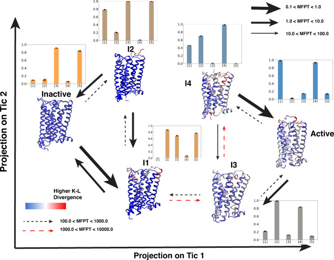 Mean first passage time and important structural changes in CB1 activation ensemble.Representative structures from six CB1 metastable states obtained from VAMPnets are projected on tic 1 and tic 2 spaces. Cartoon representations of receptors are colored based on K-L divergence. Red color is representing higher K-L divergence. K-L divergence of each metastable state was calculated compared to inactive metastable state. Transition between metastable states are shown as arrows. Thickness of the arrows represents mean free passage time (MFPT) of the transition which was calculated using transition path theory (TPT). Red dashed line is representing the slowest transition. The unit of MFPT is in microseconds. Bar plots per metastable state shows the normalized values of important structural features, where [1], [2], [3], [4], [5] represent N-terminus movement, extracellular TM1 movement, toggle switch translational movement, intracellular TM6 movement, intracellular TM7 movement respectively. Errors in bar plots were calculated based on bootstrapping. 20 bootstrap samples were prepared by selecting 1000 frames from each metastable states. Bar plots and error bars represent mean and standard deviation of the 20 samples, respectively. Each sample is shown on the plot as black dot.