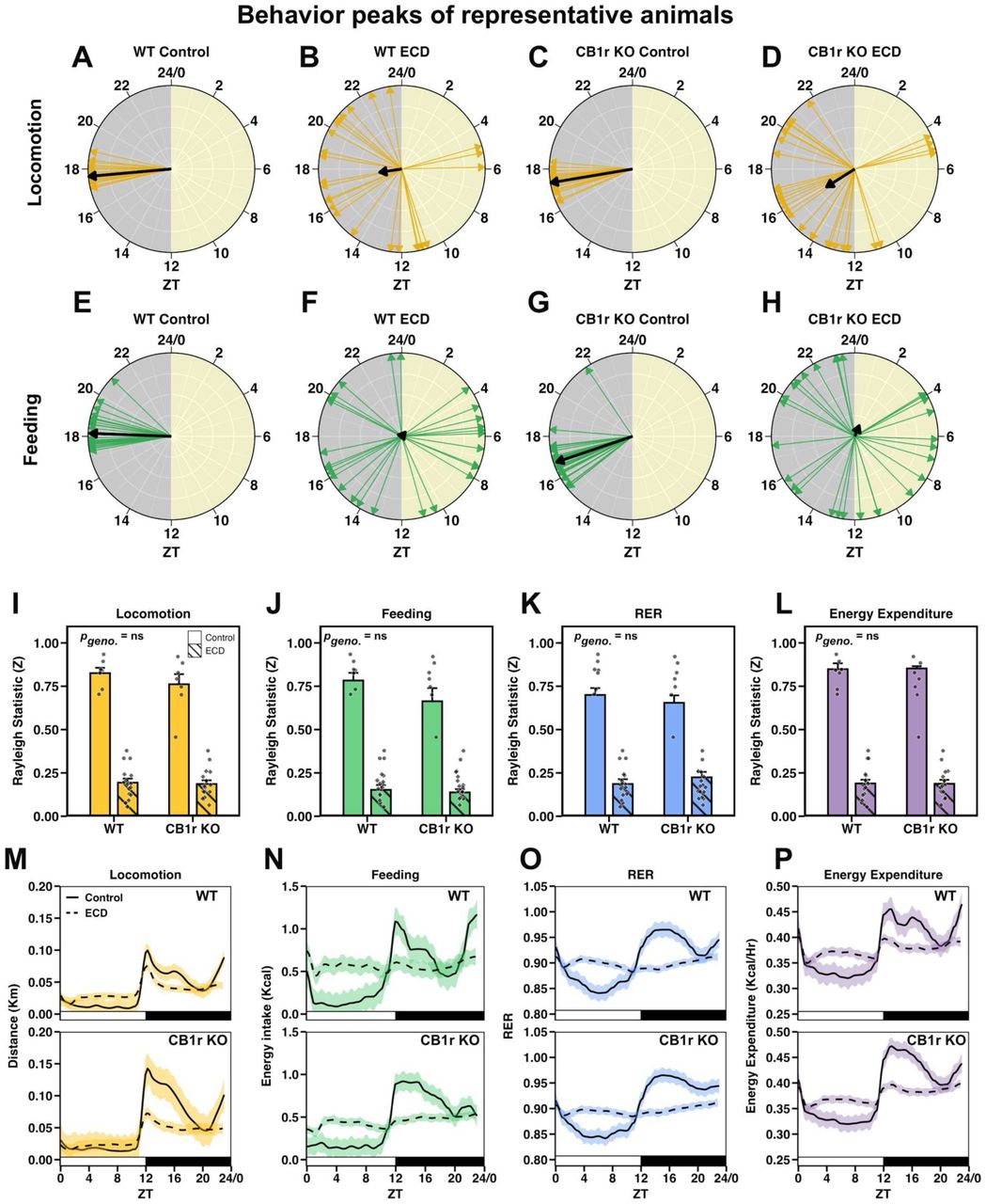 ECD misaligns behavioral and environmental rhythms independent of CB1r signalingA – H: Radial plots showing zeitgeber time (ZT) of peak in daily locomotion (A-D) and feeding (E-H) for representative animals. Daily behavior peaks are indicated with colored arrows, and the resultant average vector is shown by a black arrow. The magnitude of the average vector is proportional to the Rayleigh statistic “Z”.I – L: Quantification of the Rayleigh statistic (Z) computed for the daily peak timing of locomotion (I; pInt = 0.389), feeding (J; pInt = 0.177), respiratory exchange ratio (K; pInt = 0.265) and energy expenditure (L; pInt = 0.751) of all animals in Control and ECD conditions. Significant results of the Rayleigh test of uniformity for circular data are shown as circles while non-significant results are shown as diamonds. Under Control conditions for both WT and CB1r KO groups, all animals (7/7 per group) exhibited significant clustering for each behavior. In ECD conditions, 3/16 WTs and 2/16 CB1r KOs exhibited significant clustering for each of the four measures. nControl = 7/genotype/measure, nECD = 16/genotype/measure.M – P: Average locomotion (M), feeding (N), RER (O), and energy expenditure (P) of all WT and KO males (top and bottom panels, respectively). Data over the 5wk experiment were first averaged within animal and ZT, and then the mean of all animals (solid line) and standard error across animals (shaded region) were computed. Solid lines indicate Control and dashed lines indicate ECD. nControl = 7/genotype, nECD = 16/genotype.Stats: A 2-way ANOVA was used test the effects of genotype, experimental condition, and their interactions on the Rayleigh statistic (Z).