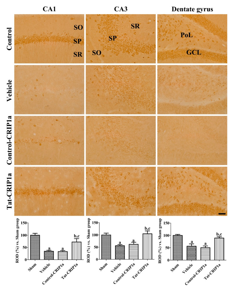 Immunohistochemistry for 14-3-3η in the hippocampal sub-regions of the sham, vehicle, Control-CRIP1a, and Tat-CRIP1a groups at 4 days after ischemia. In the CA1 and CA3 regions, the immunoreactivity of 14-3-3η was primarily detected in pyramidal neurons. In the dentate gyrus, the immunoreactivity of 14-3-3η was observed in the polymorphic layer and granule cell layer. Scale bar = 100 µm. SO, stratum oriens; SP, stratum pyramidale; SR, stratum radiatum; PoL, polymorphic layer; GCL, granule cell layer. Relative optical densities in each region are described as a percentage of the value of the sham group, and a one-way ANOVA test was used to analyze the data followed by a Bonferroni’s post-hoc test (n = 5 per group; a p < 0.05, significantly different from the control group; b p < 0.05, significantly different from the vehicle group; c p < 0.05, significantly different from the Control-CRIP1a group).