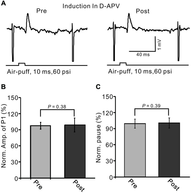 Blocking N-methyl-D-aspartate (NMDA) receptors during 1 Hz stimulation abolished the LTD of GABAergic transmission at PCs. (A) Upper, representative cell-attached recording traces showing air-puff stimulation (10 ms, 60 psi)-evoked responses in a PC before (pre) and after (post) delivery of 1 Hz (240 pulses) stimulation delivered in the presence of NMDA receptor antagonist, D-APV (50 μM). (B) Summary of data showing normalized amplitude of P1 before (pre) and after (post) delivery of 1 Hz (240 pulses) stimulation. (C) Pooled data showing the normalized pause of SS firing before (pre) and after (post) delivery of 1 Hz (240 pulses) stimulation.