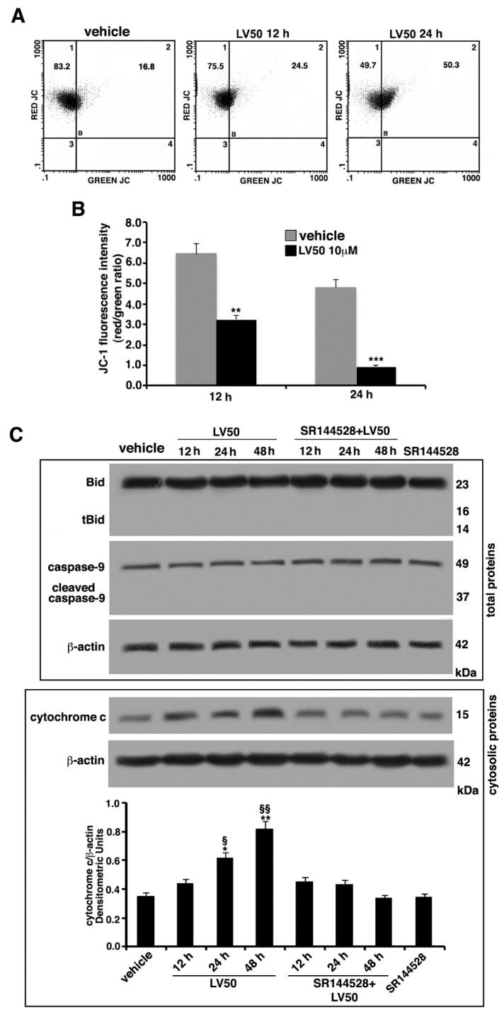 Molecular involvement during apoptotic execution. (A) Analysis of mitochondrial membrane permeabilization (MMP) of Jurkat cells (treated with 10 μM LV50 for 12 and 24 h) by biparametric flow cytometry after staining with 5,5′,6,6′tetraethylbenzimidazolylcarbocyanine iodide (JC-1). Numbers reported represent the percentage of cells with depolarized mitochondria (green florescence, upper right quadrant). (B) Bar graphs show results obtained from three independent experiments and reported as mean ± SD. Histograms show JC-1 fluorescence intensity red/green ratio indicating an increase of green fluorescence in treated cells, represented as a lower ratio, compared with vehicle-treated cells. ** p < 0.01 (12 h); *** p < 0.001 (24 h). (C) Jurkat cells were treated with the compound, or alternatively, pretreated with CB2R antagonist SR144528 (1 μM) and then incubated with LV50 for indicated incubation times. Whole cell extracts were analyzed by Western blot using antibodies specific for Bid/t-Bid and cleaved caspase-9/uncleaved caspase-9. Furthermore, cytosolic fraction was analyzed by Western blot for cytochrome c release. The results are represented as the mean ± SD from three independent experiments. Statistical analysis indicated: * p < 0.05 versus vehicle; § p < 0.05 versus pretreated with SR144528; ** p < 0.01 versus vehicle; §§ p < 0.01 versus pretreated with SR144528.