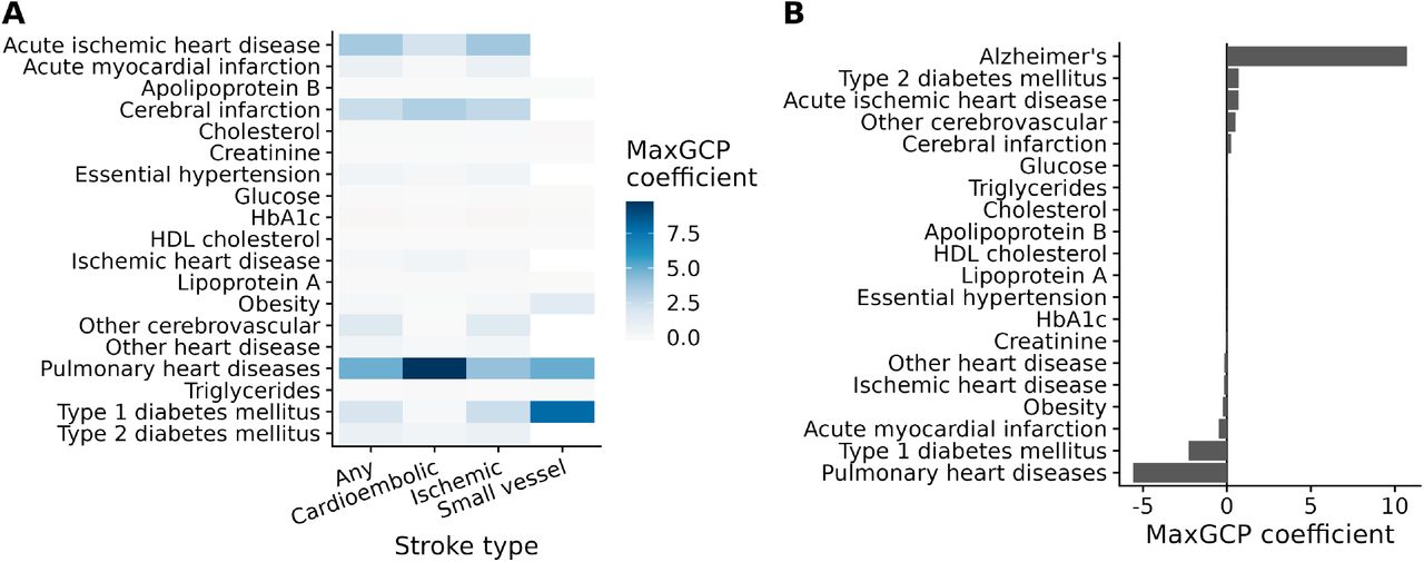 Top MaxGCP coefficients in real data.A. Top coefficients for MEGASTROKE phenotypes. B. Top coefficients for Alzheimer’s disease. Shown are the fitted coefficient values of the MaxGCP model. The corresponding MaxGCP phenotypes are linear combinations of the features with the shown coefficients. Most features received essentially zero weight, so we selectively visualize top coefficients along with known risk factors to present an interpretable view into MaxGCP.