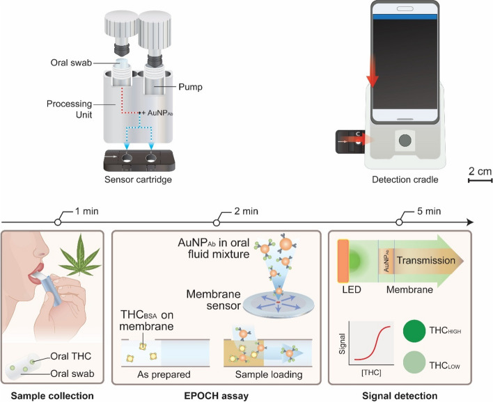 The EPOCH system has three modules for on-site THC assay: (i) a sample processing kit for extracting oral fluid and labeling with AuNP-THC antibody, AuNPab; (ii) an injection-molded cartridge housing membrane sensors; and (iii) a detection cradle for optical signal detection. The processing kit, paired with the sensor cartridge, delivers AuNPAb-oral fluid mixture to test and control sites. The sample-spotted cartridge is inserted into the cradle and imaged by a smartphone camera. 5-min THC detection. (Left) An oral-fluid sample is collected using a swab. (Middle) oral fluid is extracted and mixed with AuNPab. The mixture is then spotted on a radial membrane sensor that has immobilized THC competitors (THC haptens conjugated to bovine serum albumin carriers; THCBSA). (Right) AuNPab differentially binds to THCBSA according to oral THC concentration. Transmission through the sensing spot is digitized for THC quantification