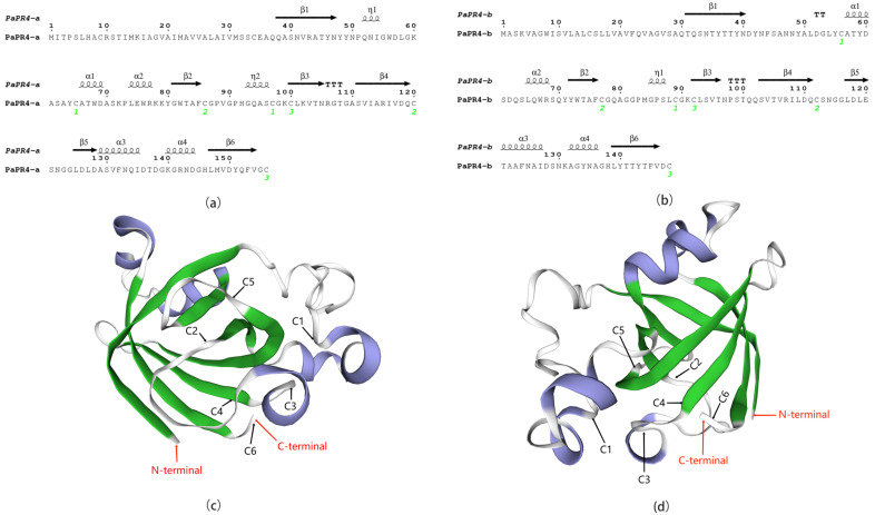 Structural analysis of PaPR4-a and PaPR4-b. (a,b) represent the secondary structures of PaPR4-a and PaPR4-b. The α-helices, η-helices, β-chains and TTT are indicated. The numbers in green represent the positions of the three disulfide bonds. (c,d) represent the tertiary structures of PaPR4-a and PaPR4-b constructed using the Barwin-like protein of papaya as template. The α -helices and β-chains are indicated in blue and green, respectively, while the red arrows indicate the N-termini and C-termini of the proteins. C1–C6 indicate the six cysteines that formed three disulfide bonds in the proteins.