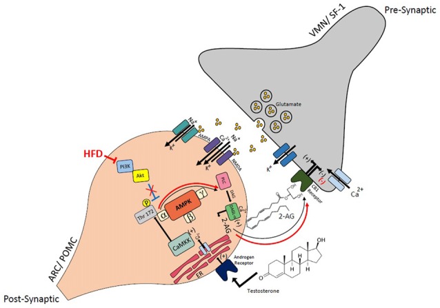 Schematic illustrating the connectivity and EC signaling occurring at VMN SF-1/ARC POMC synapses in males, and how that signaling is rapidly modulated by androgens and influenced by diet. The magnified view of the VMN SF-1/ARC POMC synapse illustrates how testosterone activates a putative membrane androgen receptor to increase intracellular calcium. This increase in intracellular calcium activates calmodulin-dependent protein kinase kinase (CaMKK), which then phosphorylates threonine 172 on the α subunit of the AMPK complex to activate the enzyme. This activation leads to an increased production of 2-arachidonylglycerol (2-AG) through diacylglycerol lipase (DAGL)α, and the 2-AG released can retrogradely activate presynaptic CB1 receptors. This inhibits calcium entry, which decreases glutamatergic input. The resultant relief from the anorexigenic signal leads to hyperphagia. AMPK activity is inhibited by PI3K/Akt signaling, and this inhibition is reduced with HFD-induced obesity/insulin resistance. This further elevates AMPK activity and subsequently EC tone at VMN SF-1/ARC POMC synapses.