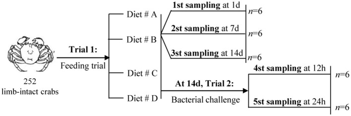 The experimental design and sampling procedures.