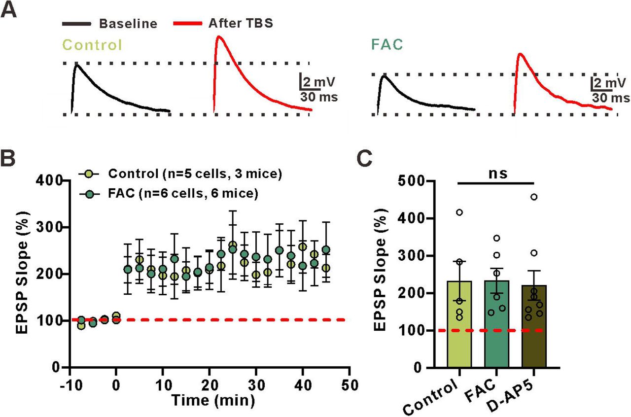 D-Serine release from astrocytes potentiates NMDAR-mediated responses.(A) Example traces of NMDAR-mediated EPSPs before and after bath application of D-serine in stratum radiatum interneurons.(B) Normalized amplitude before and after addition of D-serine in stratum radiatum interneurons(C) The percentage of potentiation in NMDAR-mediated responses (percentage of potention: 155.523 ± 11.234, n=6 slices from 3 mice; t=-4.942 with 6 degrees of freedom, p=0.00260, two-tailed paired t-test).(D) Left: example traces of NMDAR-mediated EPSPs before and after one episode of the TBS stimulation protocol in stratum radiatum interneurons. Right: example traces of NMDAR-mediated EPSPs before and after the TBS stimulation protocol in stratum radiatum interneuronsin the presence of D-serine.(E) Normalized amplitude before and after the TBS stimulation protocol in stratum radiatum interneurons during ASCF and after application of D-serine.(F) The summary data measured the percentage of potentiation in NMDAR-mediated responses (Control: 155.5±11.23, n=7 slices from 3 mice; D-serine: 121.1±6.917, n=8 slices from 4 mice; FAC: 112.8±4.931, n=7 slices from 3 mice; p=0.0036, F(2, 19)=7.653, ANOVA with Dunnett’s comparison) and AMPAR-mediated responses after TBS(Control: 132.357±12.305, n=5 slices from 3 mice; D-serine: 136.012±10.611, n=8 slices from 4 mice; t=-0.224 with 10 degrees of freedom, p=0.827, two-tailed unpaired t-test).