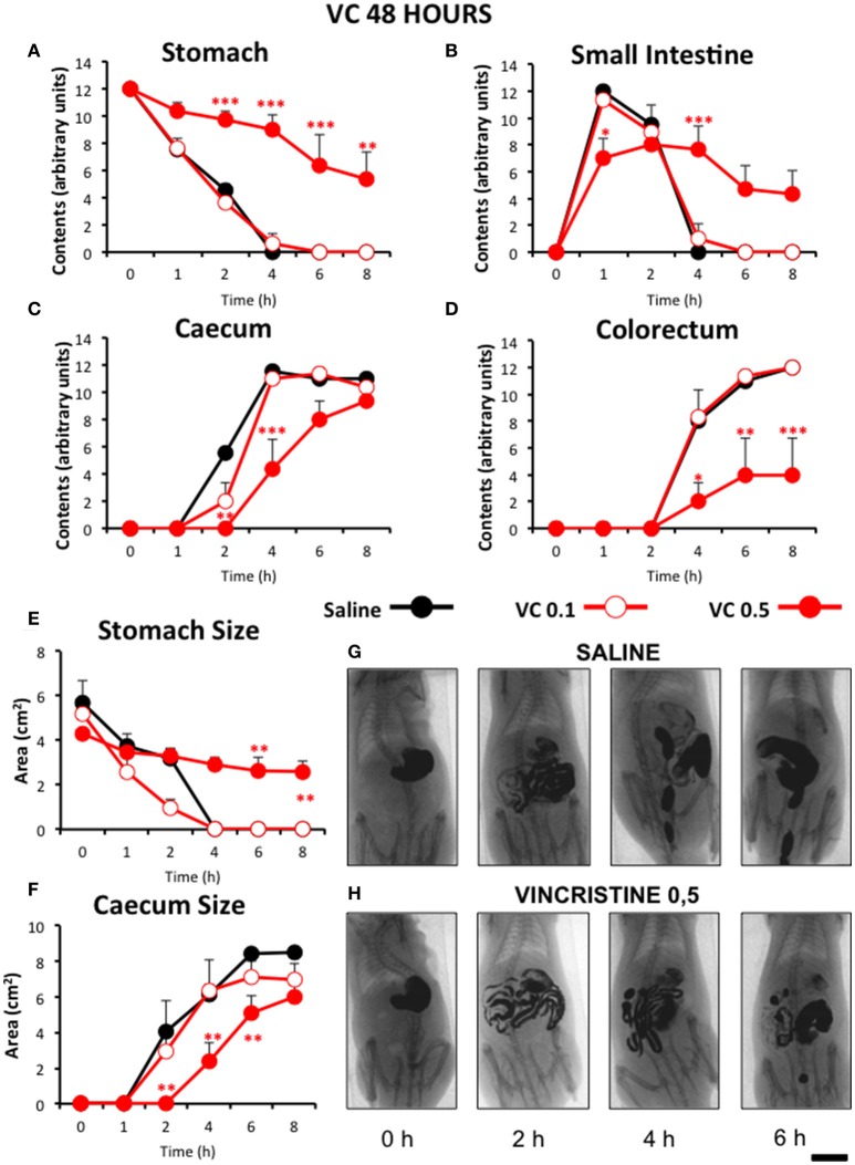 Effect of vincristine 48 h after administration on gastrointestinal motor function in the rat. Gastrointestinal motor function was evaluated by radiological methods (see text) in: (A) stomach (gastric emptying); (B) small intestine; (C) caecum and (D) colorectum. Rats were injected intraperitoneally (i.p.) with: saline (1–2 ml/kg) or vincristine at 0.1 (VC 0.1) or 0.5 mg/kg (VC 0.5). Barium sulfate (2.5 ml, 2 g/ml) was intragastrically administered 48 h after drug administration and X-rays were taken 0–8 h after. The size of stomach (E) and caecum (F) was determined with Image J. Data represent mean ± SEM. *p < 0.05, **p < 0.01, ***p < 0.001 vs. saline (two-way ANOVA followed by post-hoc Bonferroni multiple comparison test). (G,H) Representative images of animals treated with saline and VC 0.5, taken at different times throughout the experiment. n = 8 each group. Scale bar: 23 mm.