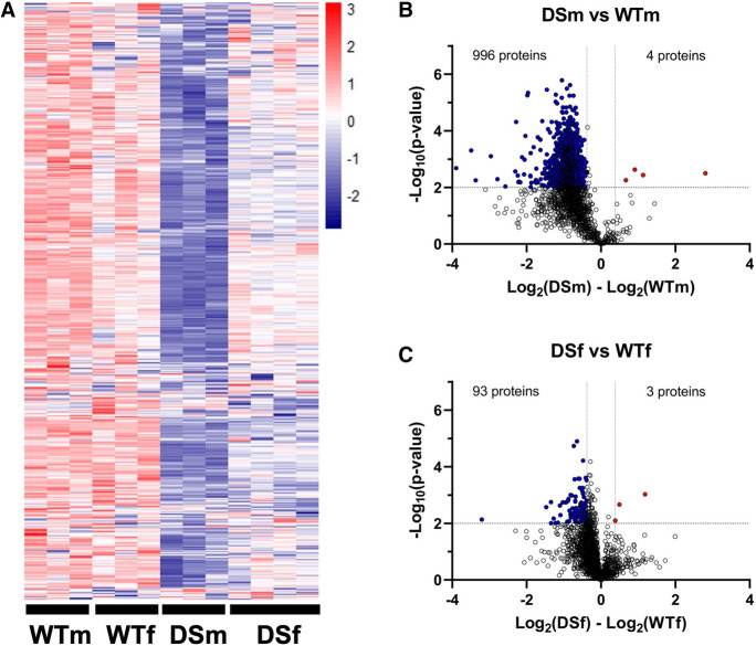 Changes in persulfidated proteins in the brain of male vs. female DS mice. A Heat map representing changes in persulfidation levels in wild-type male mice (WTm, n = 3), wild-type female mice (WTf, n = 3), DS male mice (DSm, n = 3), and DS female mice (DSf, n = 4). B Volcano plot of log2-transformed ratio (fold change) against the negative log10 of the p value calculated using Welch’s test. Horizontal gray line denotes p value cut-off of 0.01 and vertical ones the fold change cut-off of 1.3